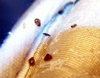 evidence of live bedbugs on a mattress