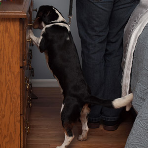 clear the way so Bugsy can detect the bed bugs