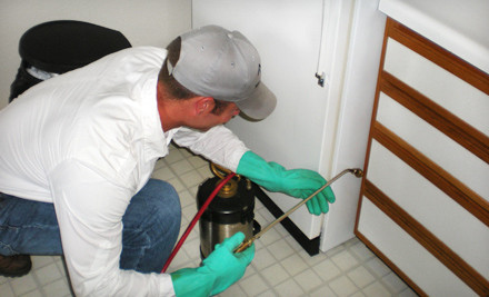 best pest control company servicing bay head, new jersey