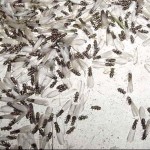 swarmers_termites