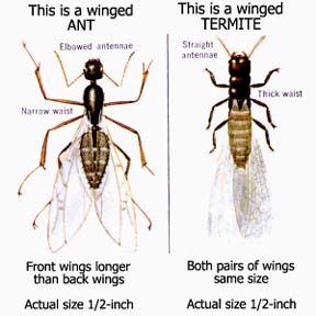 physical characteristics of termites and ants. what termites look like and what flying ants look like