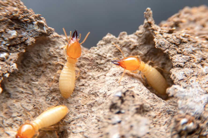 eastern subterannean termites ocean county nj