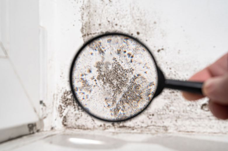 mold removal lakewood new jersey