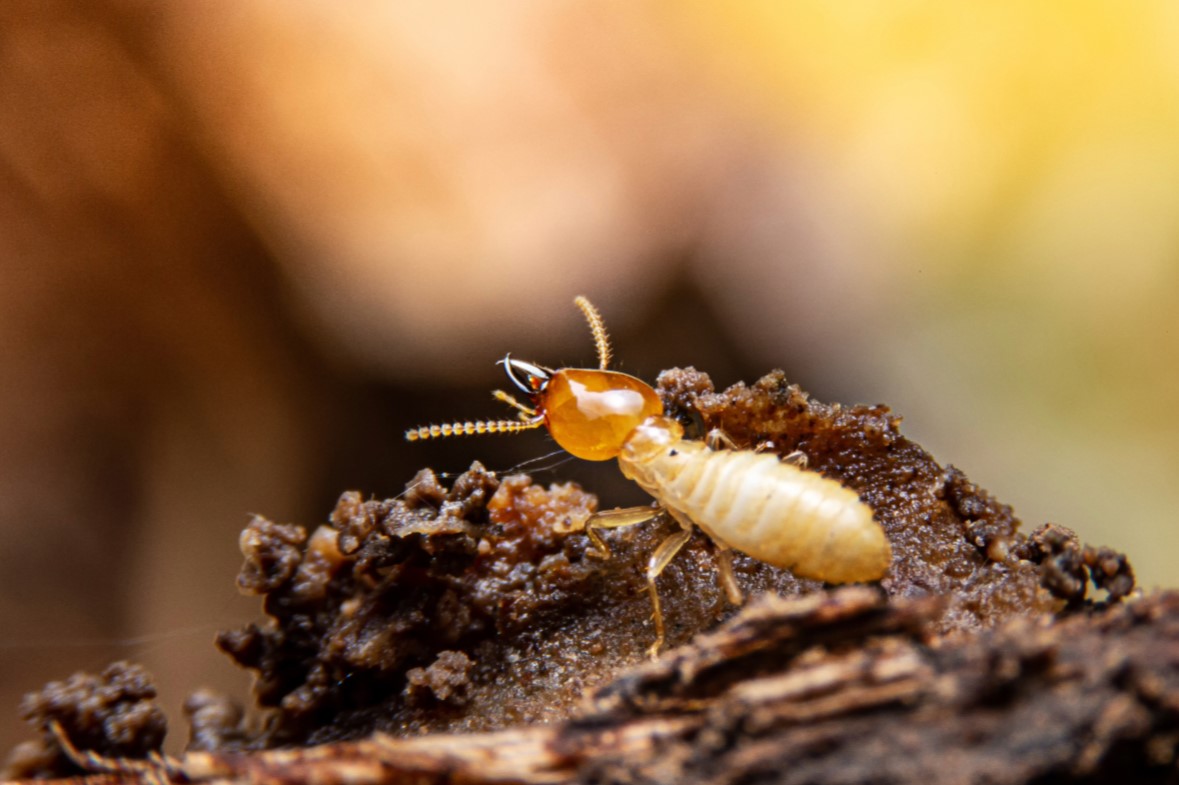 Do Termites Have Antennae? Termite Characteristics Guide