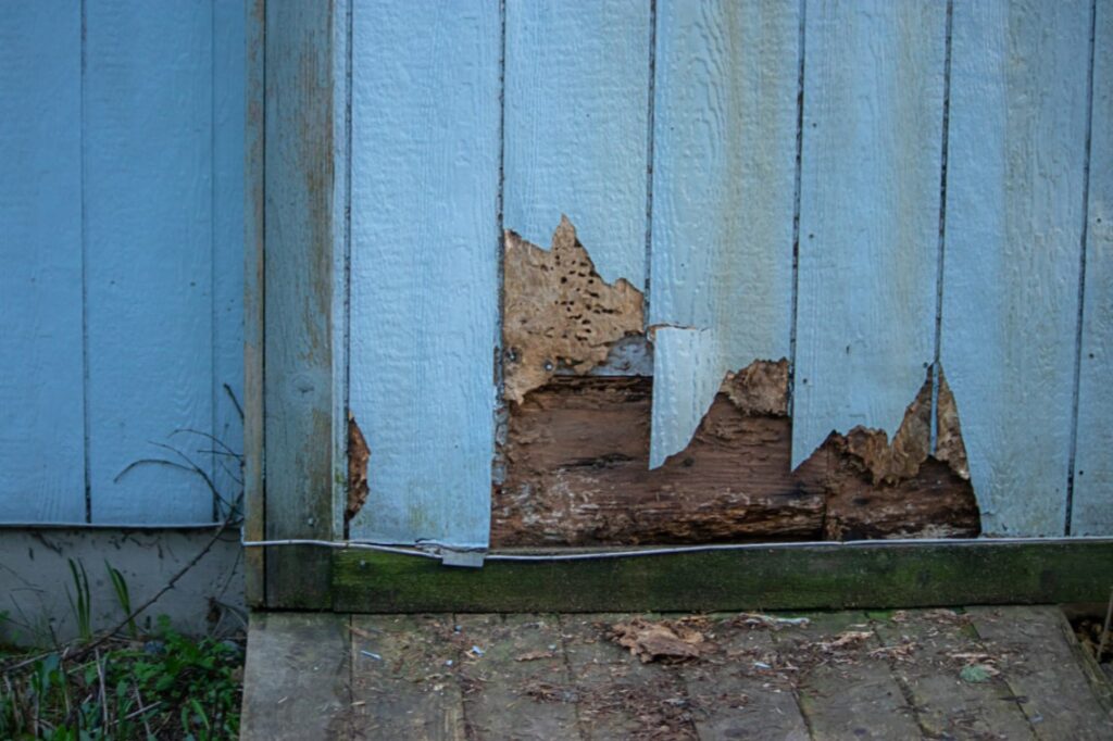 termite damage repairs nj