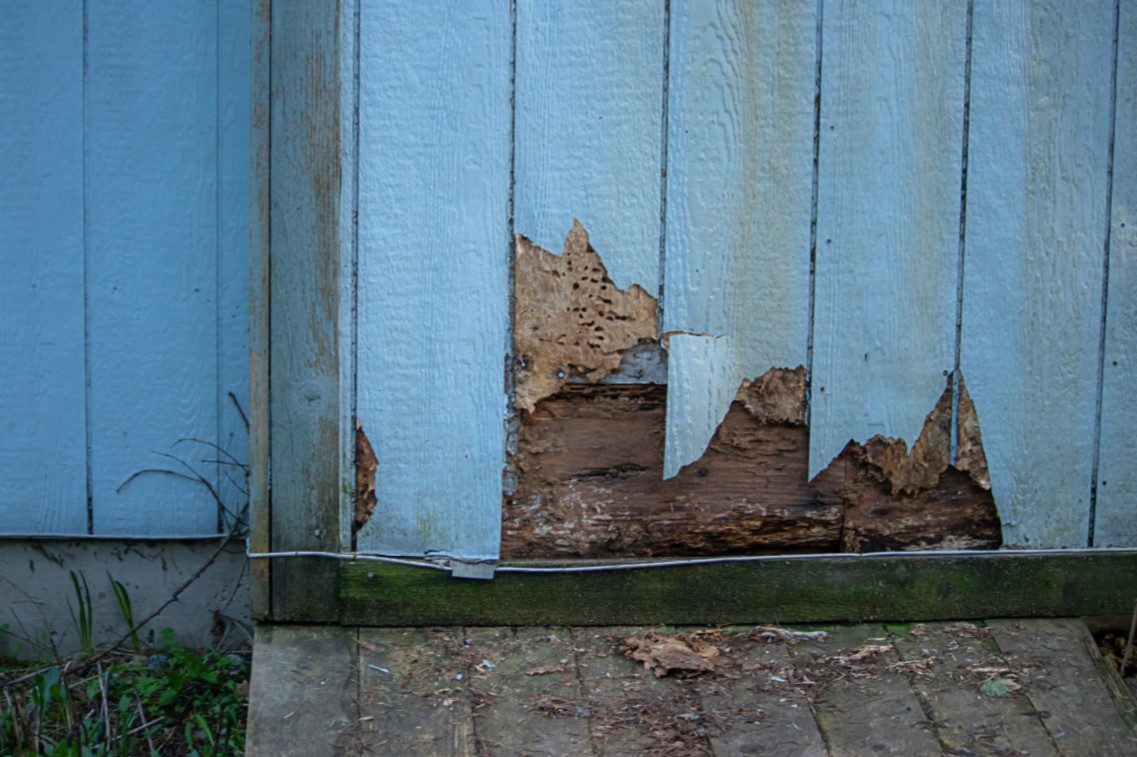 Termite & Wood Destroying Insect Damage Repairs