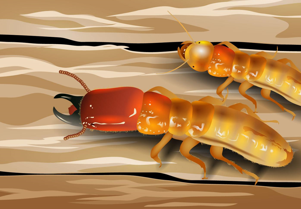 Ongoing Termite Monitoring Services That Go Beyond The Initial Inspection