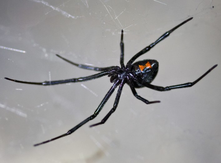 black widow spider control