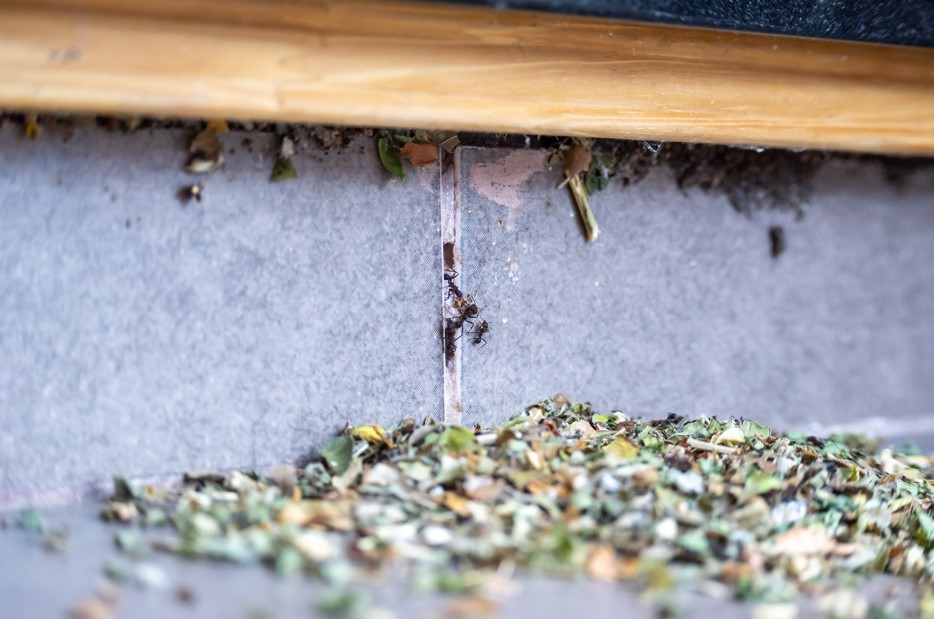 ants breaking into brick nj house