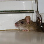 rodent control service in new jersey