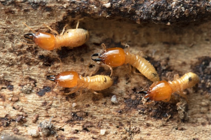 Best pest control service in Bayville, New Jersey