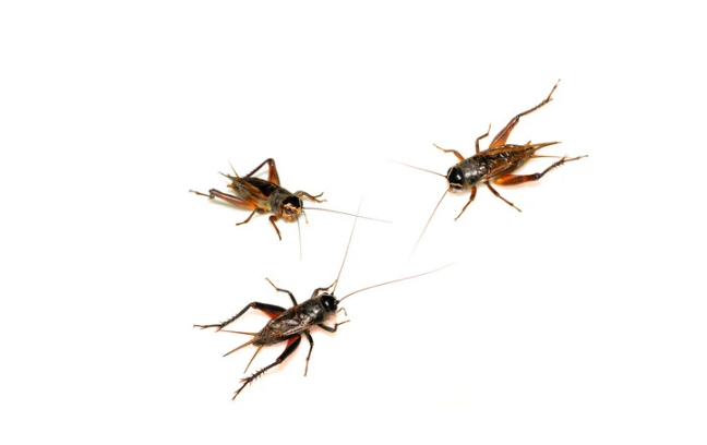 crickets found in New Jersey homes that often lead to cricket pest control calls in Brick, Toms River, and nearby towns