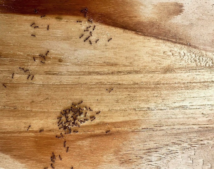 ants on a wooden floor in an Ocean County New Jersey