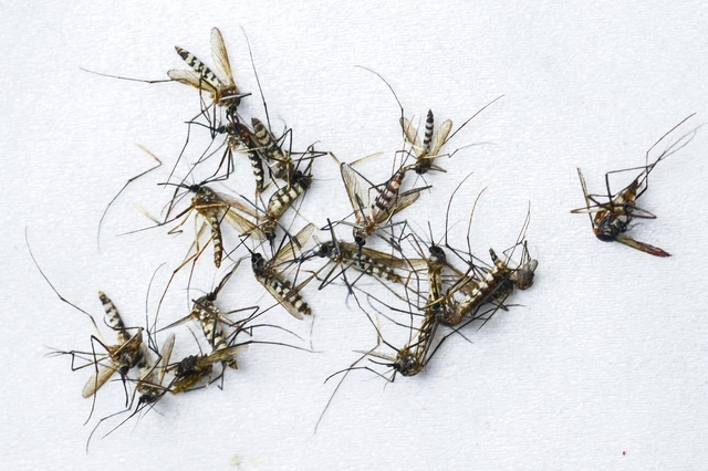 mosquito control company on Ocean County New Jersey