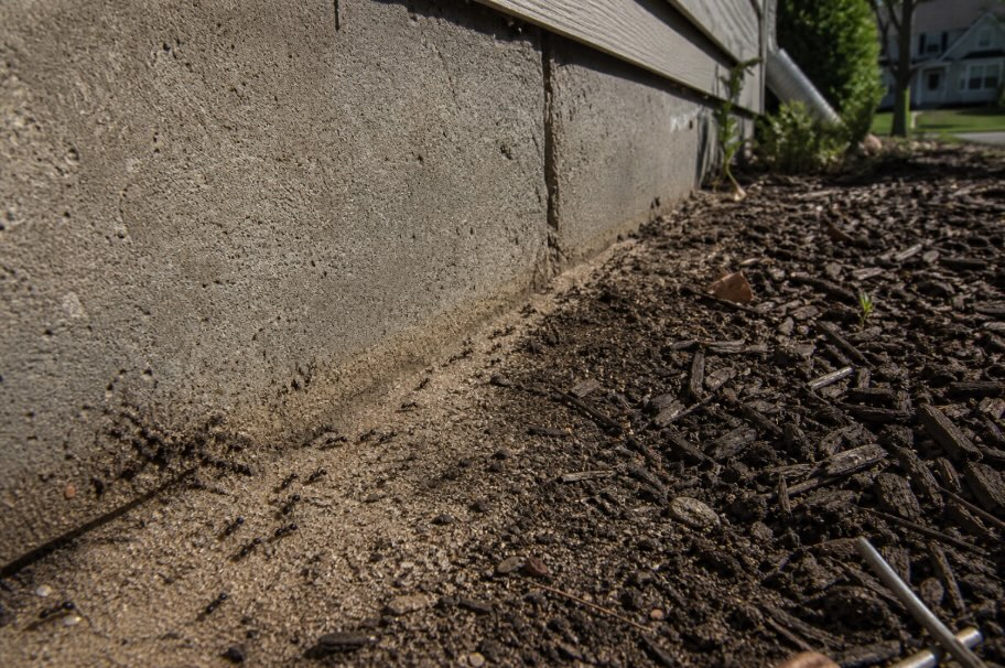 Close-up of a line of small black ants traveling along sandy soil at the base of a concrete home foundation, with dark mulch bordering the edge in a suburban yard under natural afternoon light.