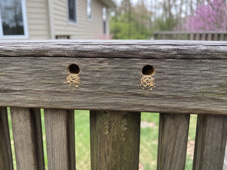 Carpenter bee entry holes bored into a wooden deck railing on a New Jersey home