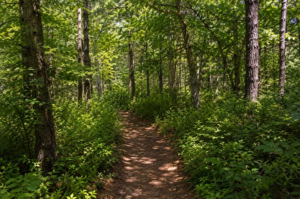 Wooded trail in Monmouth or Ocean County NJ with dense undergrowth representing high-risk tick habitat in summer