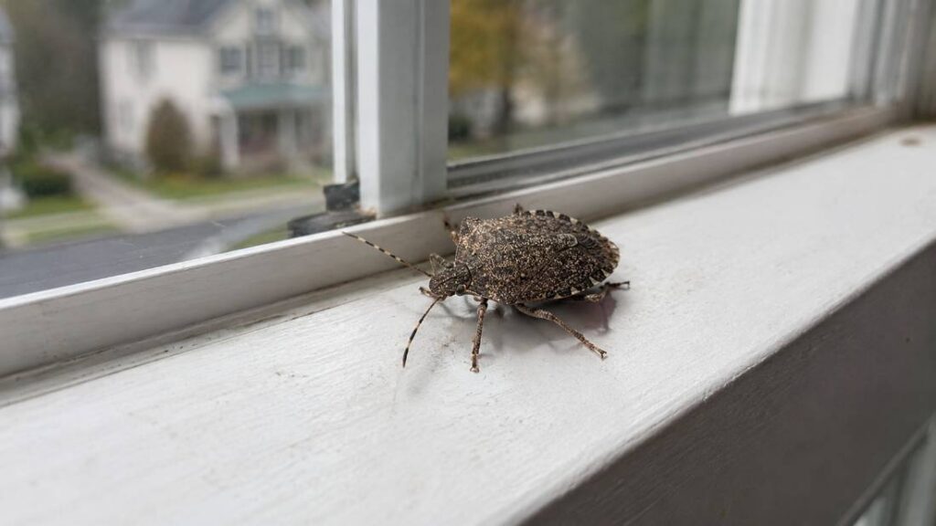 Brown marmorated stink bug resting on a window frame in an Ocean County New Jersey home